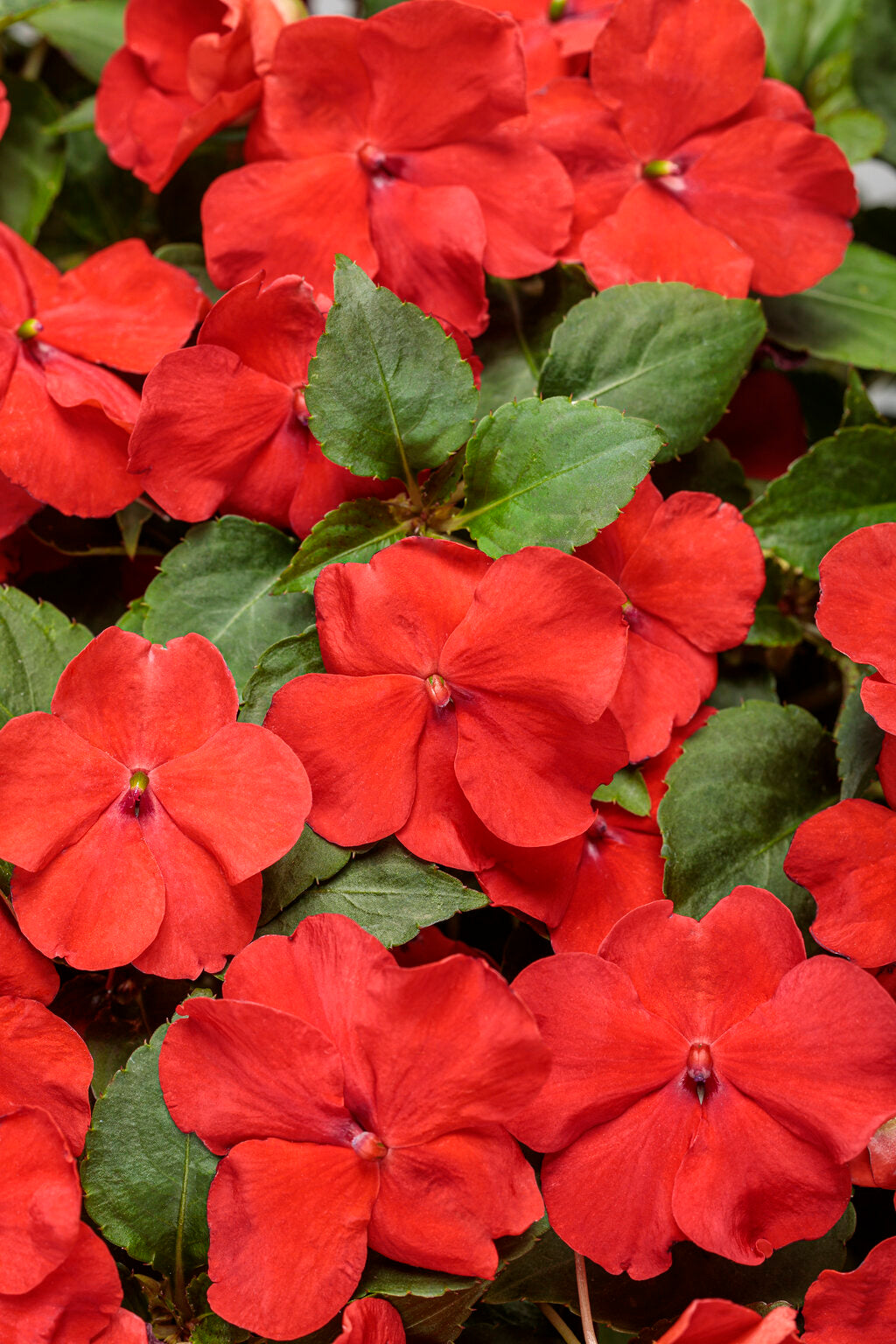 Semillas de impatiens gigantes rojas – Reliquia, sin OMG, semillas de alta germinación