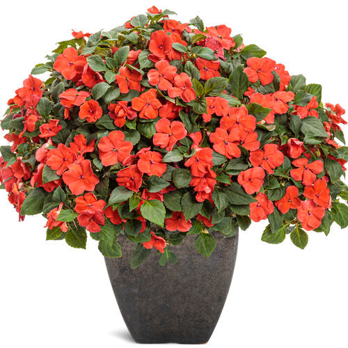 Impatiens Flower Seeds Orange – Heirloom Non-GMO High Germination Seeds
