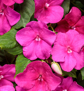 Fleißiges Lieschen Blumensamen Pink – Erbstück, gentechnikfrei, keimfreudige Samen