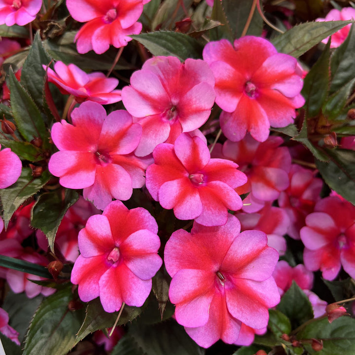 Pink Red Impatiens Flower Seeds – Heirloom Non-GMO High Germination Organic Garden Seeds for Planting