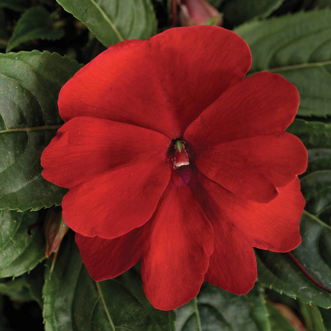 Guinea Flower Seeds Red – Heirloom, Non-GMO, High Germination Seeds for Planting