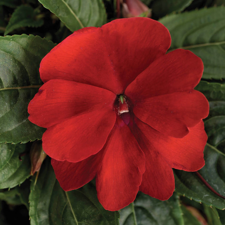 Guinea Flower Seeds Red – Heirloom, Non-GMO, High Germination Seeds for Planting