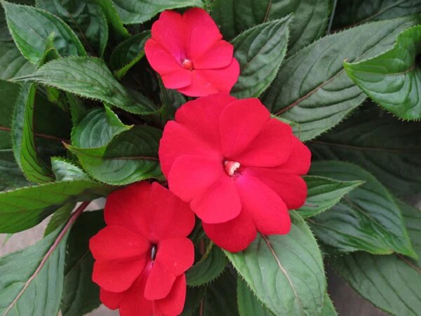 Guinea Flower Seeds Red – Heirloom, Non-GMO, High Germination Seeds for Planting
