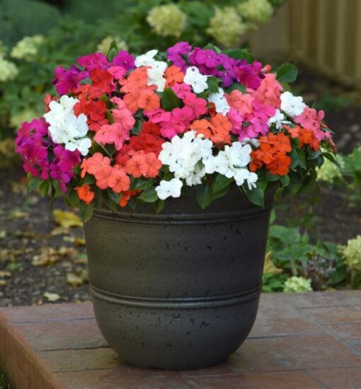 impatiens beacon flower seeds