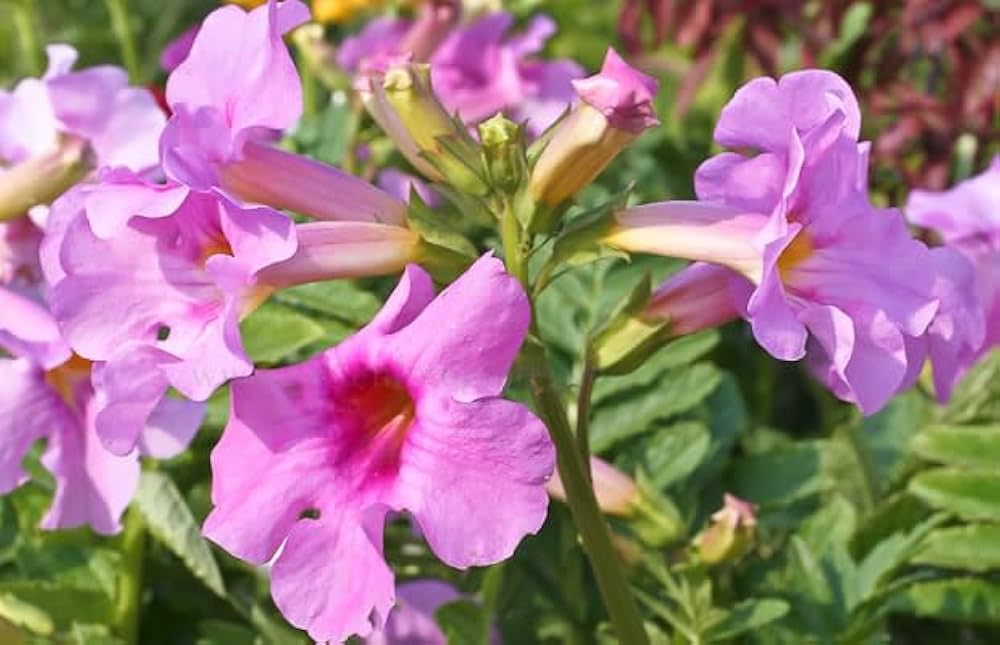 cream purple flower seeds