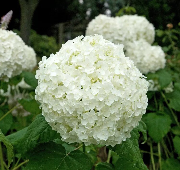 Hydrangea Flower Seeds White – Heirloom, Non-GMO, High Germination Seeds