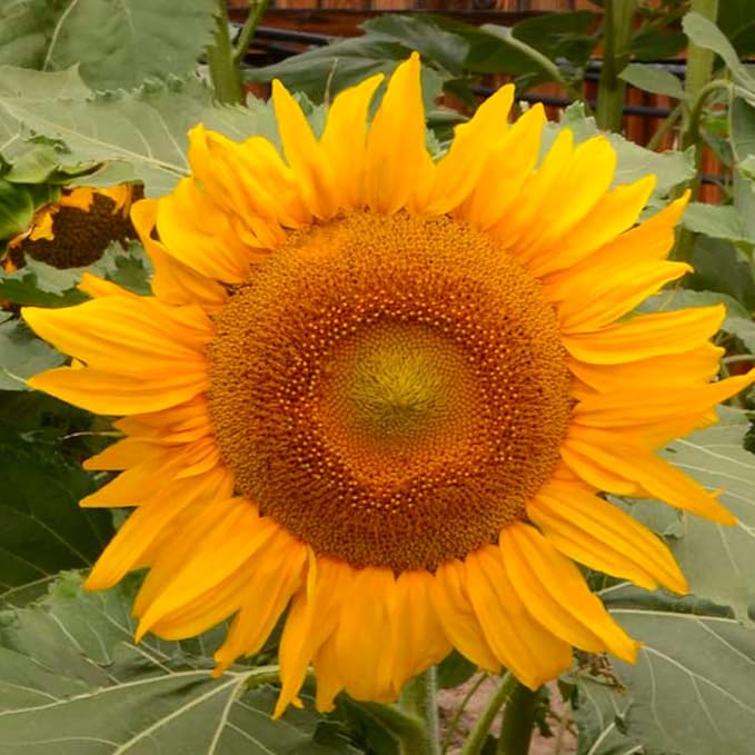 incredible dwarf flower seeds