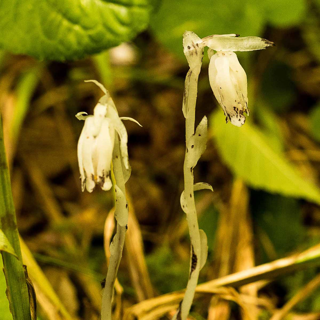Yellow Monotropa Uniflora Flower Seeds – Heirloom, Non-GMO, High Germination Seeds