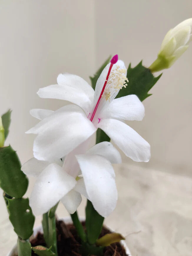 White Schlumbera Flower Seeds for Planting – Heirloom, Non-GMO, High Germination Organic Garden Seeds