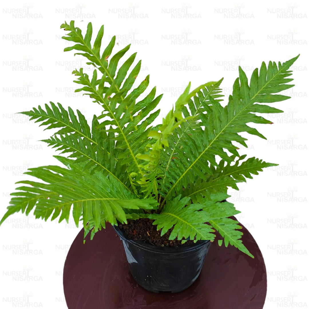 Rare Exotic herb seeds