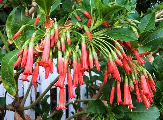 Lochroma Flower Seeds – Heirloom, Non-GMO, High Germination Seeds