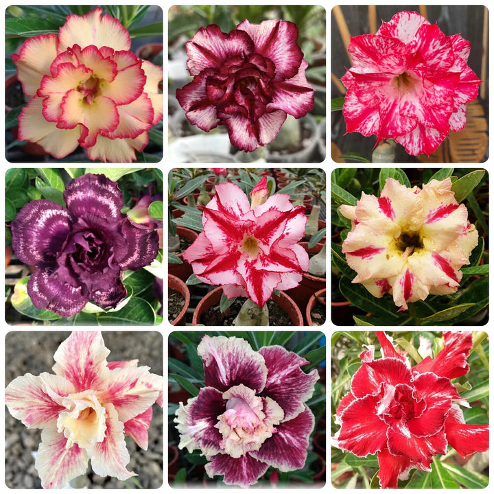 Mixed Adenium Obesum Flower Seeds for Planting – Heirloom Non-GMO High Germination Organic Garden Seeds