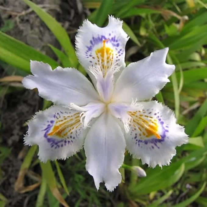 iris iris flower seeds