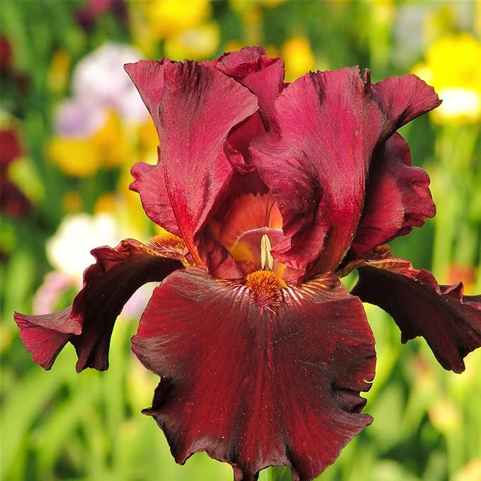 iris iris flower seeds