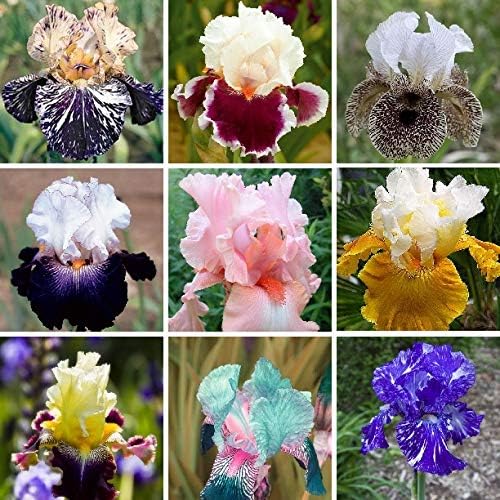 iris elegant flower seeds