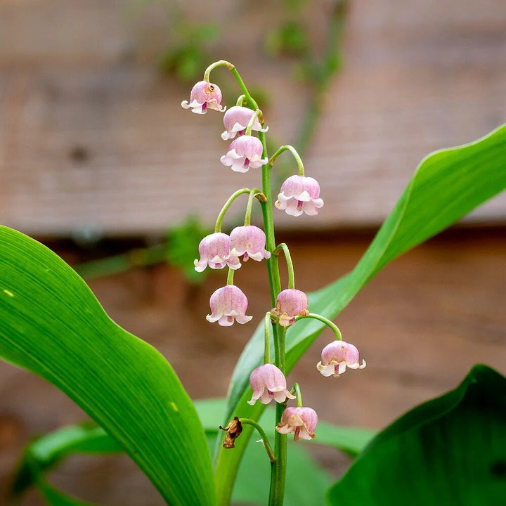 Light Pink Lily of the Valley Flower Seeds – Seeds for Planting, Heirloom, Non-GMO, High Germination Organic Garden Seeds