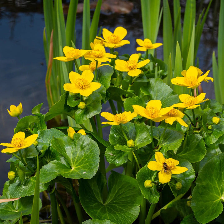 Caltha Flower Seeds – Heirloom, Non-GMO, High Germination Seeds