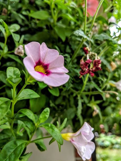 Nierembergia Flower Seeds Pink – Heirloom, Non-GMO, High Germination Seeds