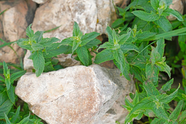 Green Pennyroyal Herb Plant Seeds for Planting – Heirloom Non-GMO High Germination Organic Garden Seeds