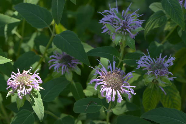 Lavender Bergamot Plant Seeds - Fragrant Herb Seeds -Heirloom &amp; Non-GMO Seeds for planting High Germination Seeds