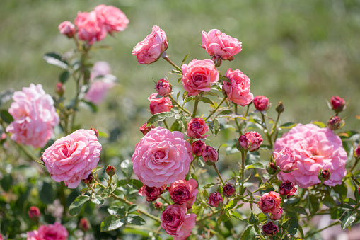 Blooming Rose Flower Seeds For Planting – Heirloom, Non-GMO, High Germination Organic Garden Seeds