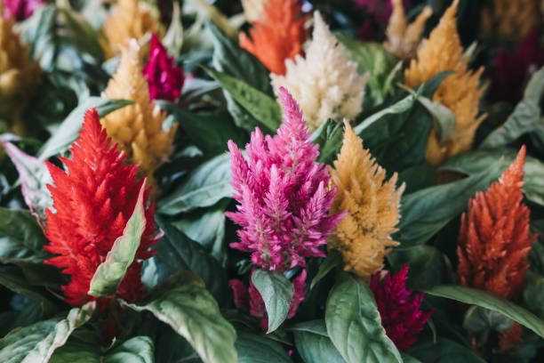 Semillas de flores de celosía mixtas – Herencia, no transgénicas, de alta germinación