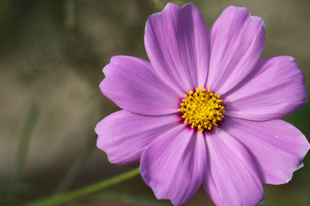 Purple Coreopsis Flower Seeds for Planting Heirloom Non-GMO High Germination Organic Garden Seeds