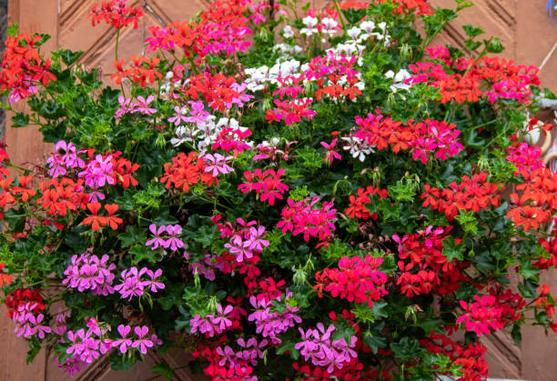 Mixed Pelargonium Peltatum Flower Seeds – Heirloom, Non-GMO, High Germination Seeds