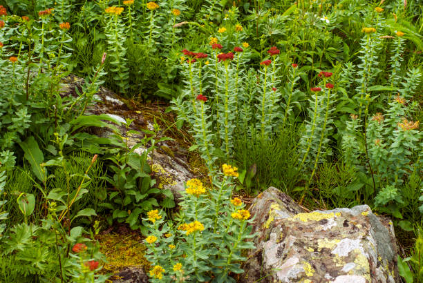 Semillas de Rodiola Rosea Mixtas para Sembrar – Semillas de Jardín Orgánicas de Alta Germinación, Cimientes, No Modificadas Genéticamente