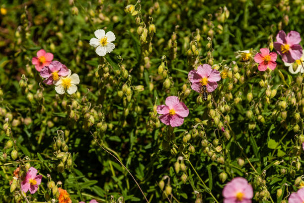 Mixed Helianthemum Flower Seeds – Heirloom, Non-GMO, High Germination Seeds