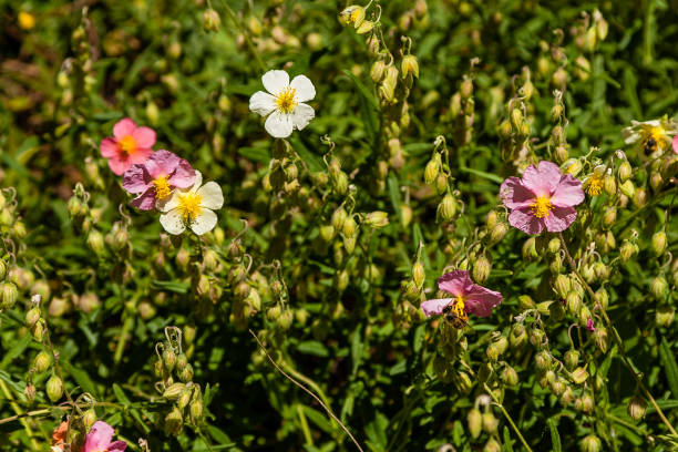 Mixed Helianthemum Flower Seeds – Heirloom, Non-GMO, High Germination Seeds