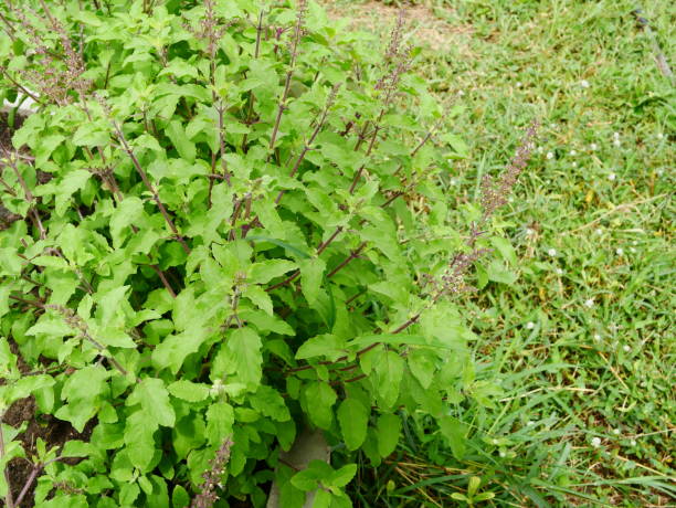 Thai Basil Plant Seeds – Exotic Herb for Your Garden, Heirloom &amp; Non-GMO Seeds for Planting