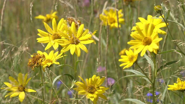 Arnica Montana Herb Plant Seeds – Heirloom, Non-GMO, High Germination Seeds