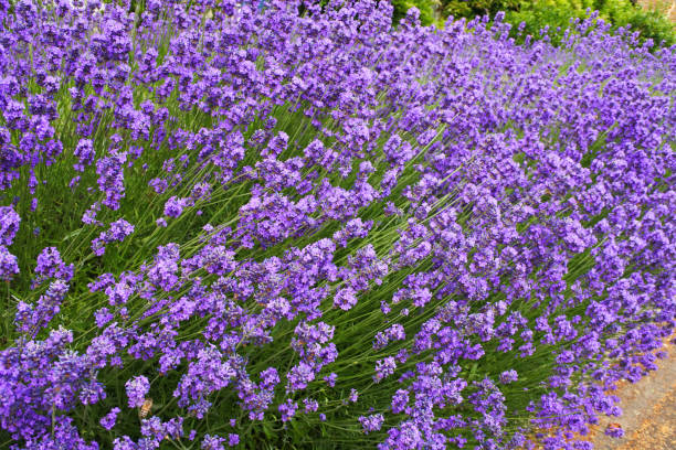 English Lavender Seeds – Heirloom, Non-GMO, Organic Garden Seeds