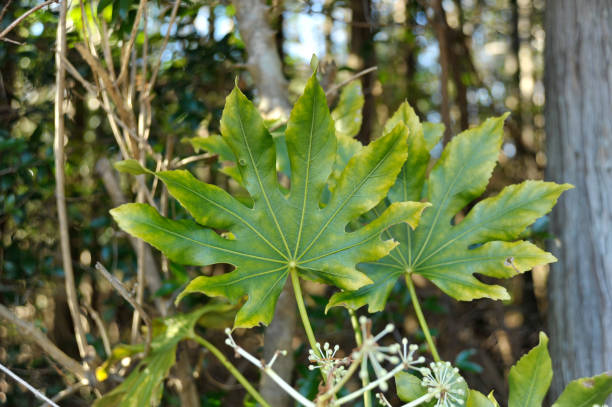 Green Fatsia Aralia Seeds – Heirloom &amp; Non-GMO Tropical Beauty Seeds for Planting