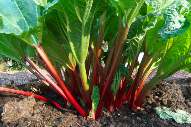 Rhubarb Plant Seeds for Planting -Heirloom &amp; Non-GMO Seeds | Heirloom Non-GMO High Germination Organic Garden Seeds