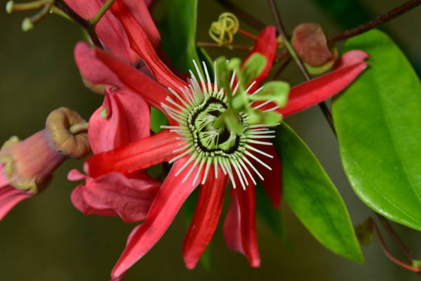 Red Passiflora Edulis Flower Seeds – Heirloom, Non-GMO, High Germination Seeds