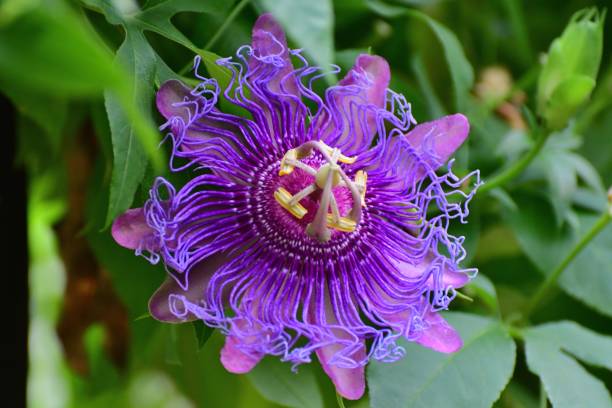 Semillas Orgánicas de Maracuyá Morada – Herencia, No-GMO, Alta Germinación Semillas de Jardín Orgánicas