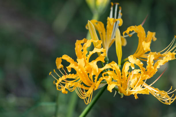 Yellow Lycoris Radiata Flower Seeds – Heirloom, Non-GMO, High Germination Seeds