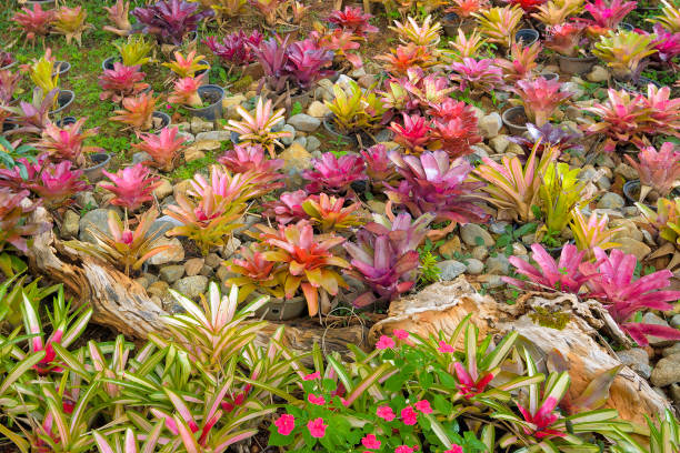 Mixed Bromeliad Flower Seeds – Heirloom, Non-GMO, High Germination Seeds