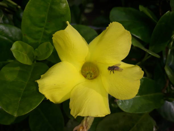 Pentalinon Luteum Flower Seeds – Heirloom, Non-GMO, High Germination Seeds