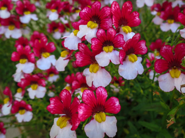 Red White Nemesia Flower Seeds – Heirloom, Non-GMO, High Germination Seeds