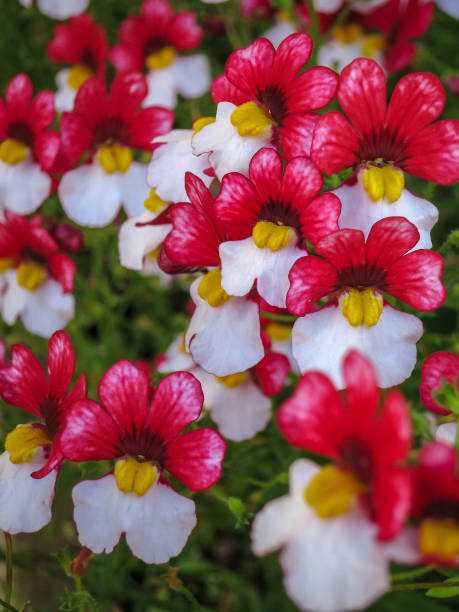 Nemesia Blumensamen Rot-Weiß zum Pflanzen – Alte Sorte Non-GMO Hohe Keimrate Bio-Gartensamen