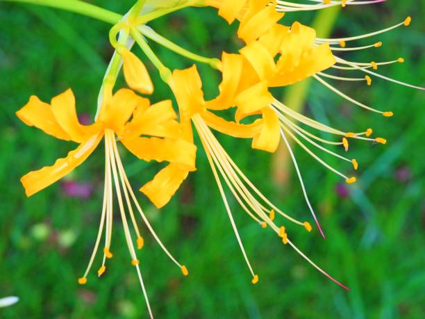 Yellow Lycoris Flower Seeds – Heirloom, Non-GMO, High Germination Organic Seeds