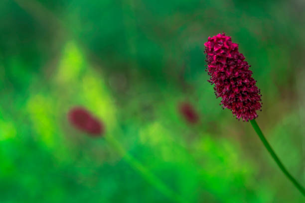 Red Burnet Sanguisorba Herb Seeds for Planting – Heirloom Non-GMO High Germination Organic Garden Seeds