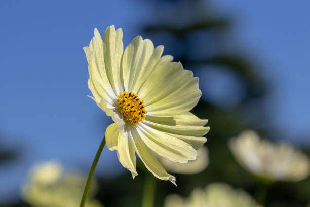 Pale Yellow Cosmos Flower Seeds – Heirloom Non-GMO High Germination Seeds