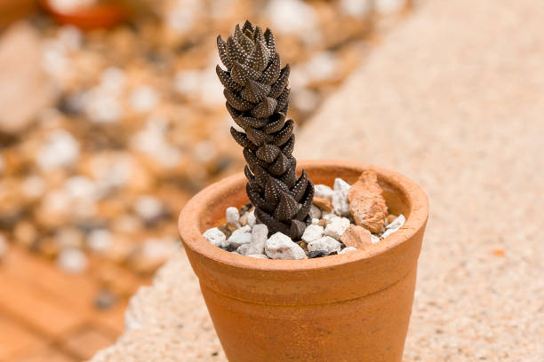 Brown Haworthia Reinwardtii Seeds – Heirloom &amp; Non-GMO Hardy Succulent Seeds