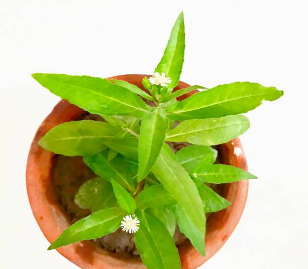 Star leaf Stevia Plant Seeds – Heirloom, Non-GMO Seeds for Sweet Herb Gardens
