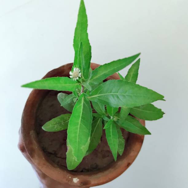 Star leaf Stevia Plant Seeds – Heirloom, Non-GMO Seeds for Sweet Herb Gardens