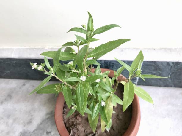 Star leaf Stevia Plant Seeds – Heirloom, Non-GMO Seeds for Sweet Herb Gardens